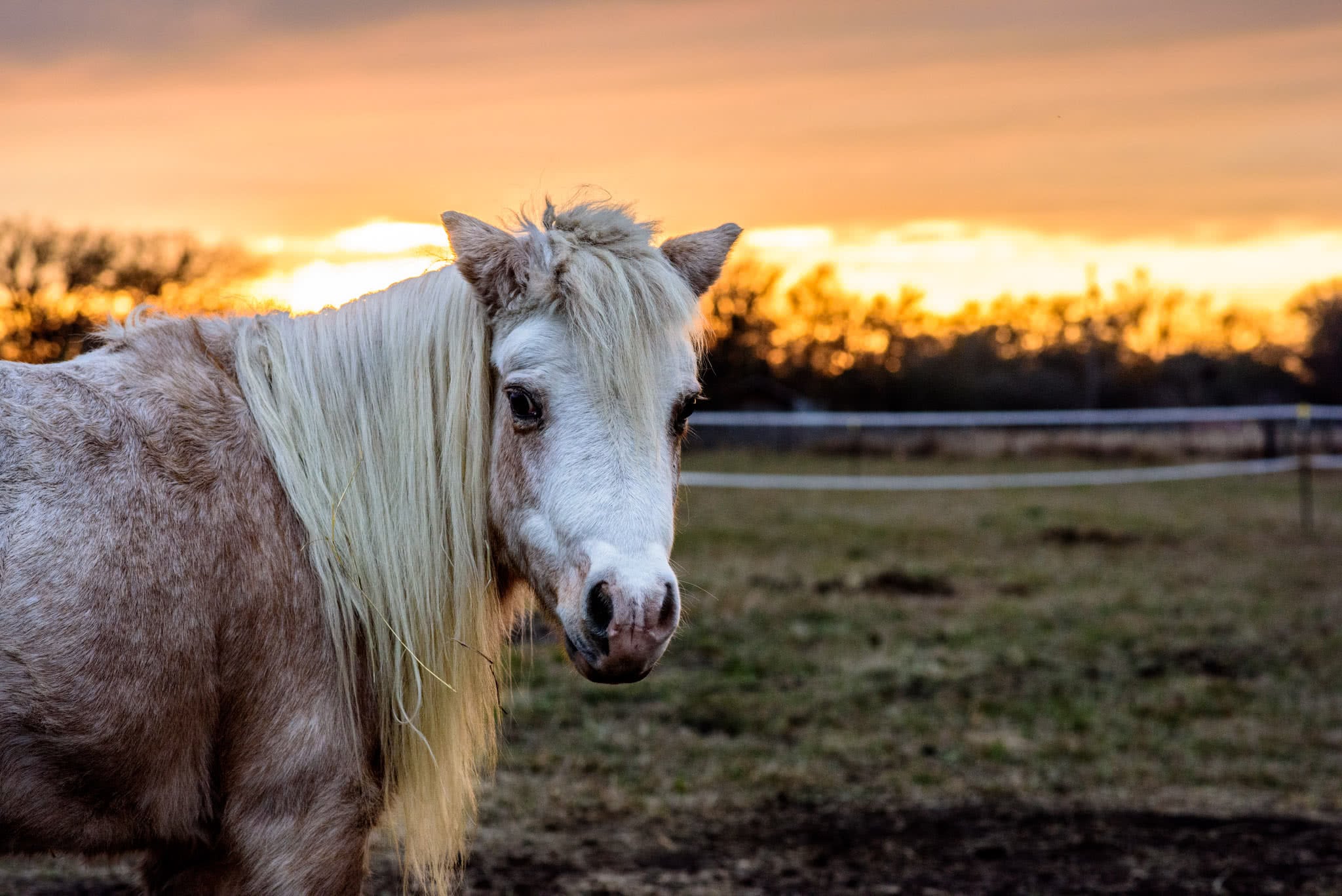 Pony at Sunset