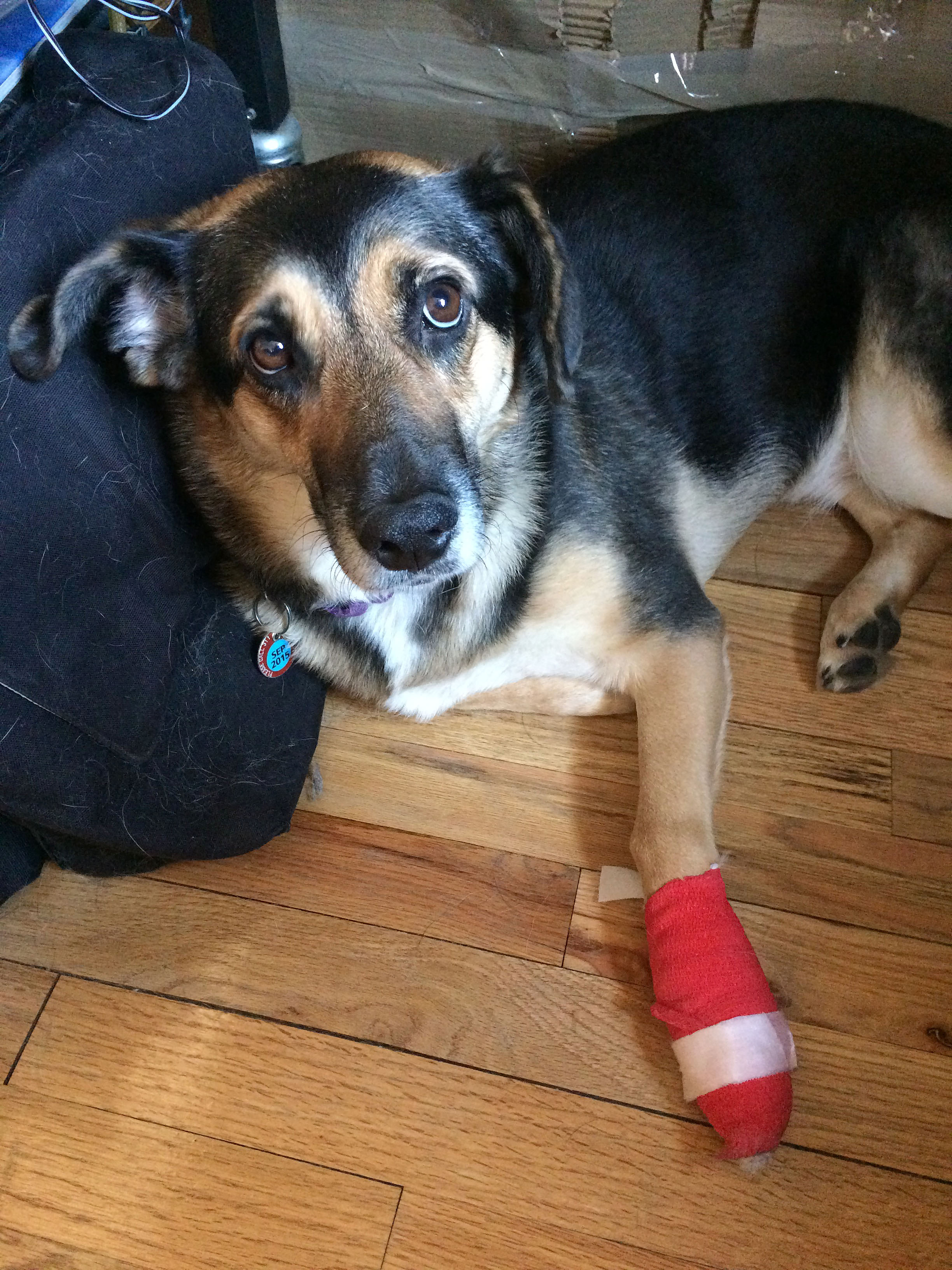 Leila with her injured paw.