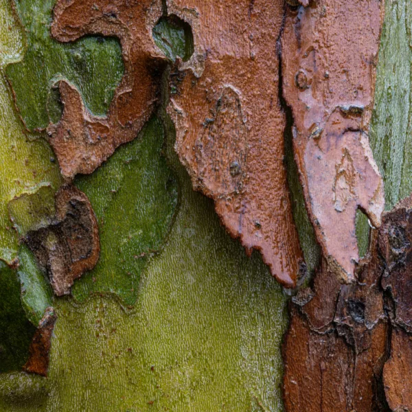 Bryan-Thatcher_BRT3558-Edit - Bryan Thatcher Macro image capturing the rich texture of tree bark with a striking contrast between the peeling, rusty red-brown layers and the vibrant green, moss-covered areas. The detail of the bark's rugged surface is accentuated by the natural moisture, adding a sense of depth to the photo.
